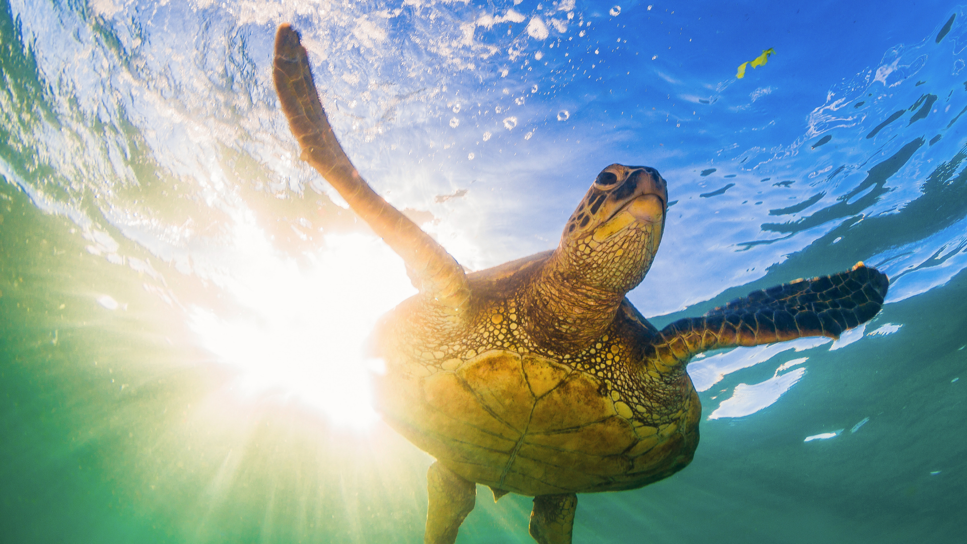 A Lifelong Vow to Save Sea Turtles: A Blog by Romy Trono