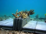 Sustainable Tourism Based on Coral Reefs at Mu Koh Chang Island