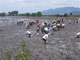 Rehabilitation of Habitats and Sustainable Use of Fisheries Resources in the Con Chim Area, Thi Nai Lagoon